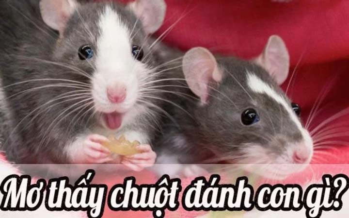 Số lô đề giấc mơ thấy con chuột