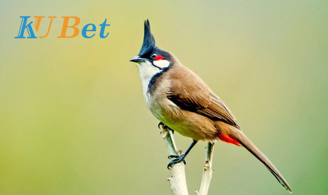 chim chào mào hay hót