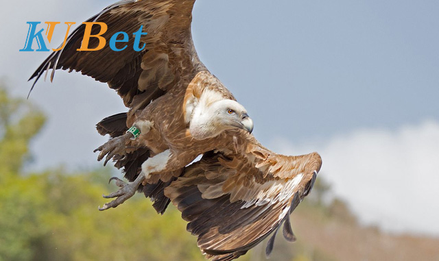 mơ thấy chim kền kền