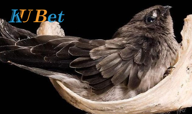 mơ thấy chim yến