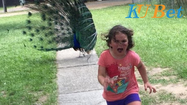 Nằm mơ thấy động vật đuổi theo bạn