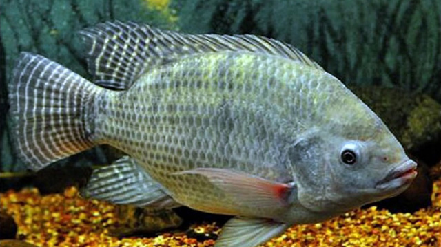 Môi trường sống