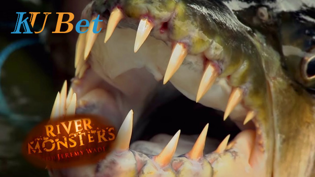 Xem cá hổ ăn thịt người