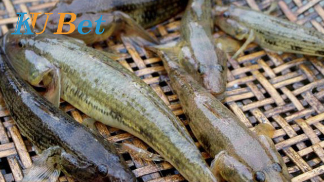 Giấc mơ cá bống