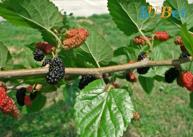 hoặc cành dâu tằm