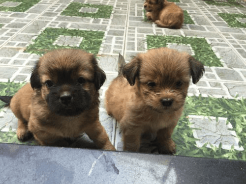 Thật hợp lý khi có một con chó đen