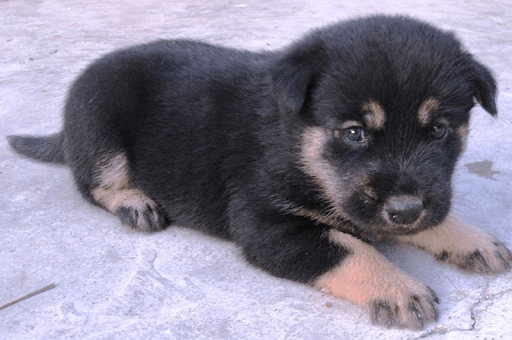 Làm thế nào về việc giữ một con chó đen?