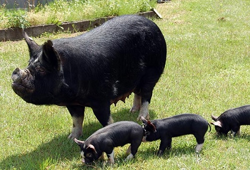 số lô đề mơ thấy lợn đen