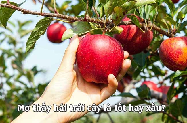 mơ thấy trái cây là dấu hiệu, điềm báo gì