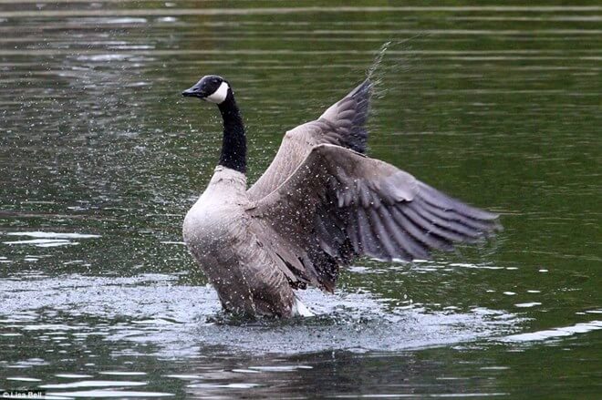 Nằm mơ thấy con ngỗng có ý nghĩa gì, đánh đề con gì-2 Xem giấc mơ ngỗng