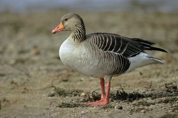 Nằm mơ thấy con ngỗng có ý nghĩa gì, đánh đề con gì-3 Mơ thấy ngỗng