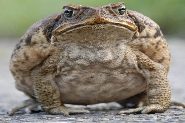 Giấc mơ thấy con cóc ẩn chứa nhiều điều thú vị