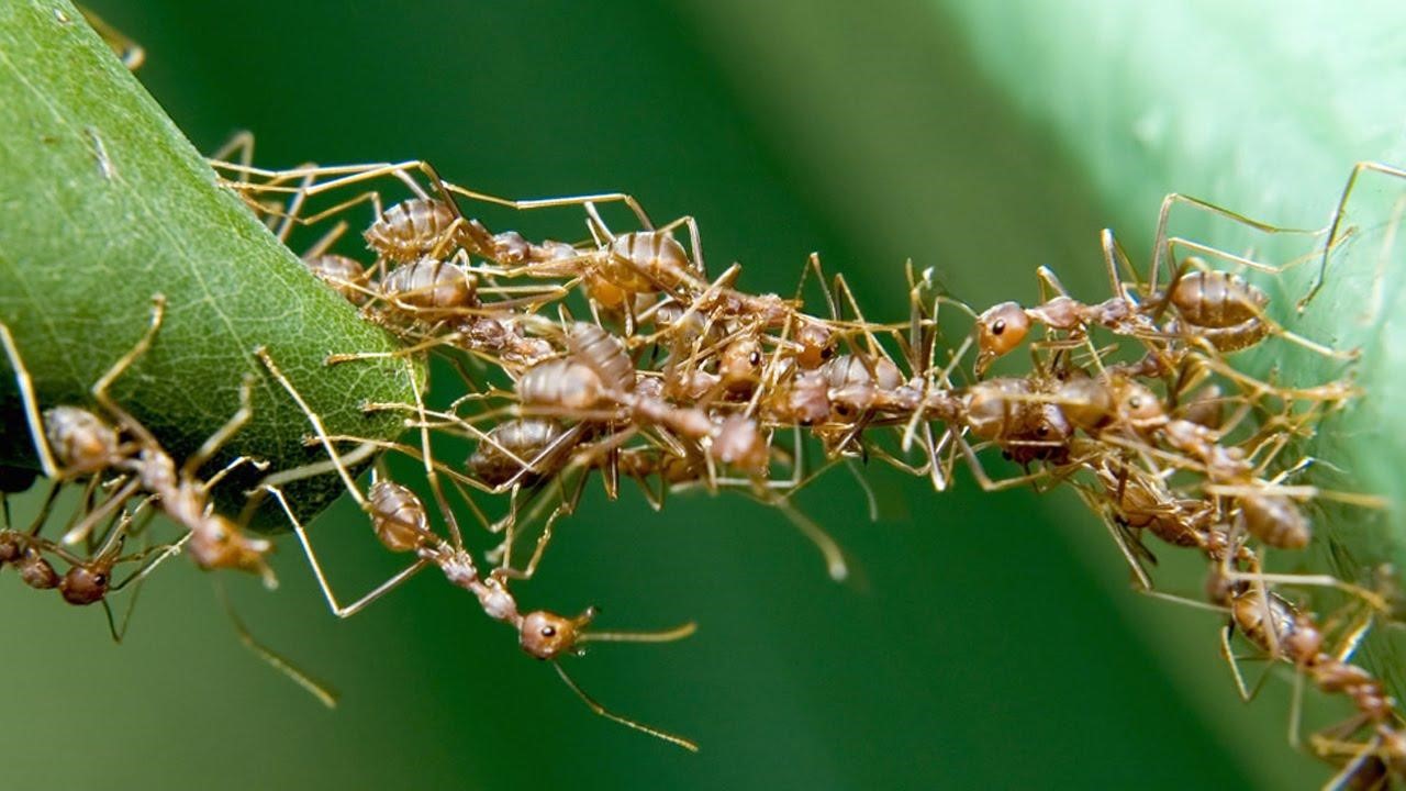 Chiêm bao mơ thấy kiến ​​sẽ mang lại những điềm báo với những ý nghĩa khác nhau