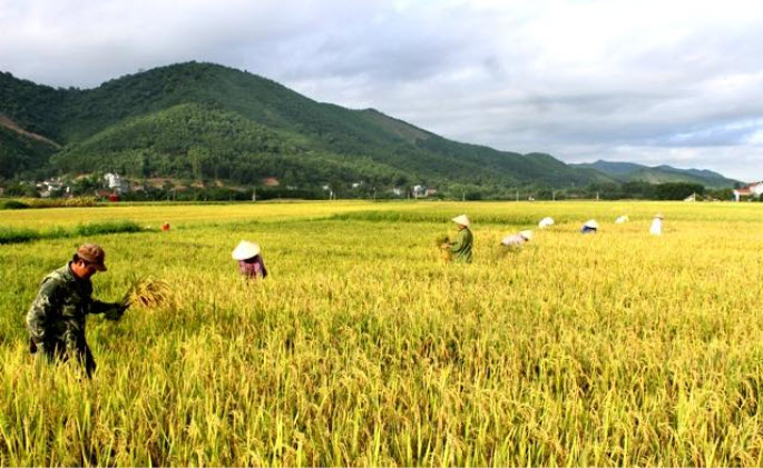 Nằm mơ thấy thu hoạch lúa chín đánh đề con gì