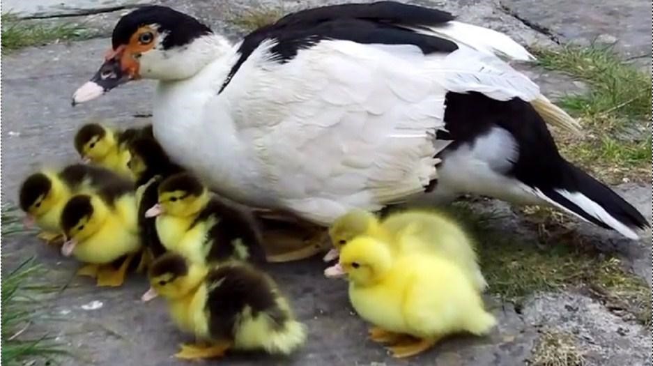 Mơ thấy vịt đánh con gì