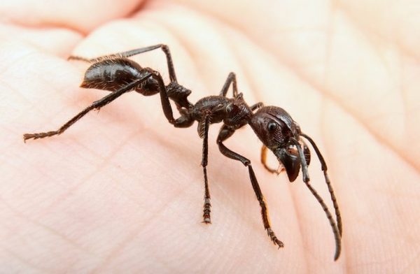 Nằm mơ thấy bị kiến ​​cắn