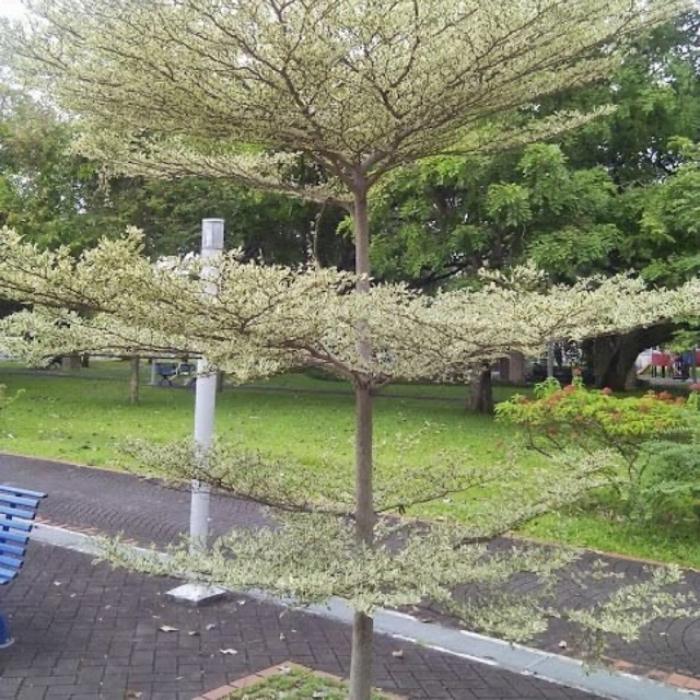 Cây tốt lành là gì? 1040592703