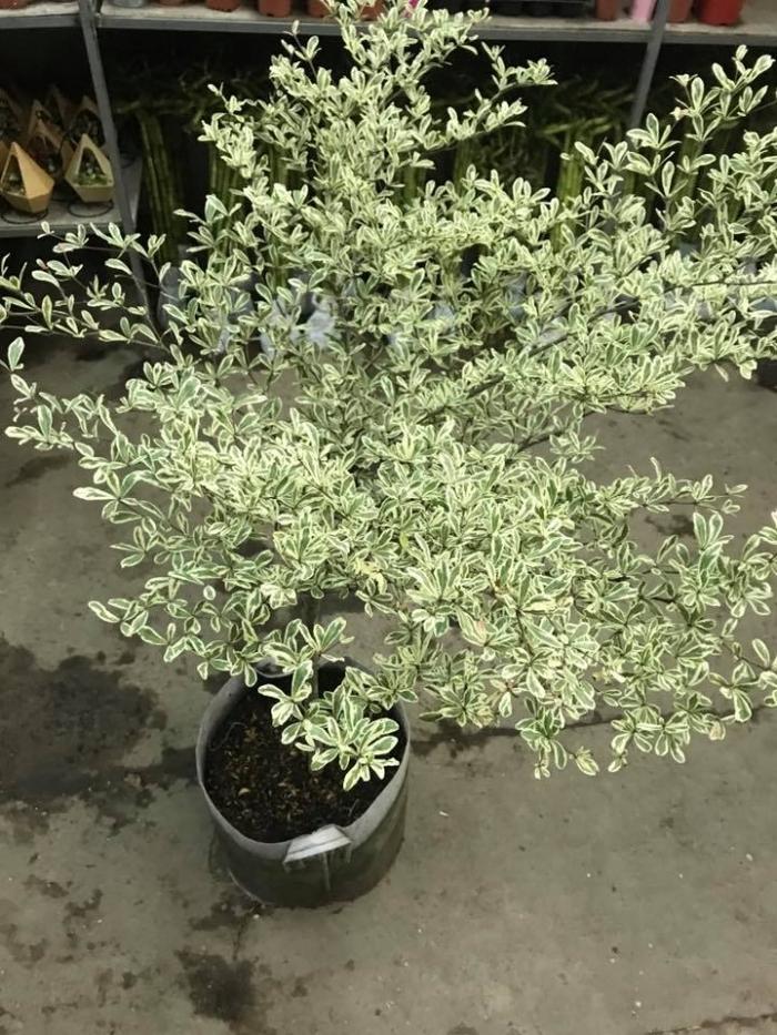 Cây tốt lành là gì? 1040592703