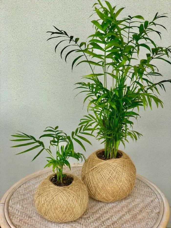 Hiểu được ý nghĩa phong thủy của cây cau tiểu trâm 181546539