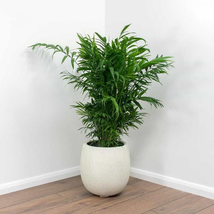 Hiểu được ý nghĩa phong thủy của cây cau tiểu trâm 181546539