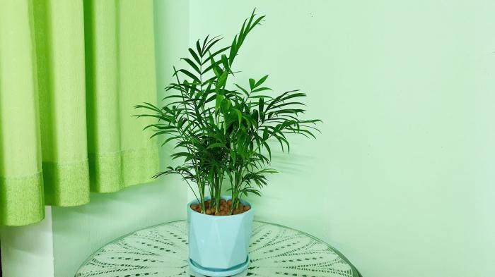 Hiểu được ý nghĩa phong thủy của cây cau tiểu trâm