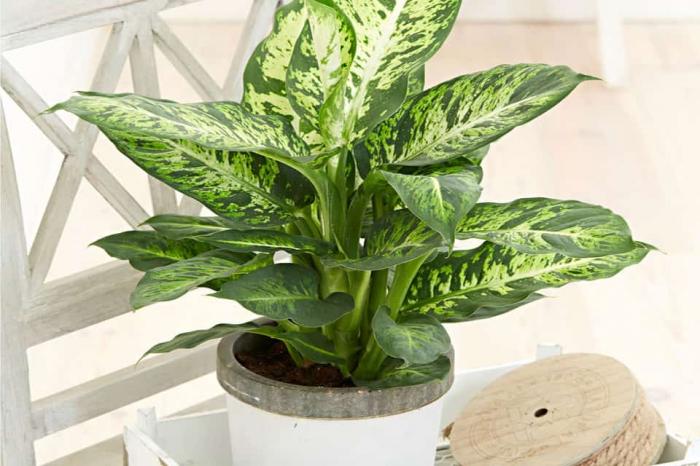 Cây Ngọc Ngân phù hợp với bao nhiêu tuổi? Đặt hàng nào?