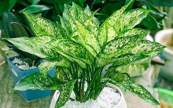 Cây Ngọc Ngân phù hợp với bao nhiêu tuổi? Đặt hàng nào?