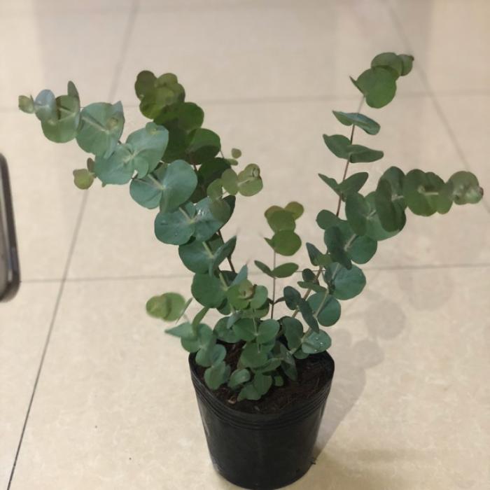 Khám phá ý nghĩa phong thủy của cây bạch đàn cảnh1889750056