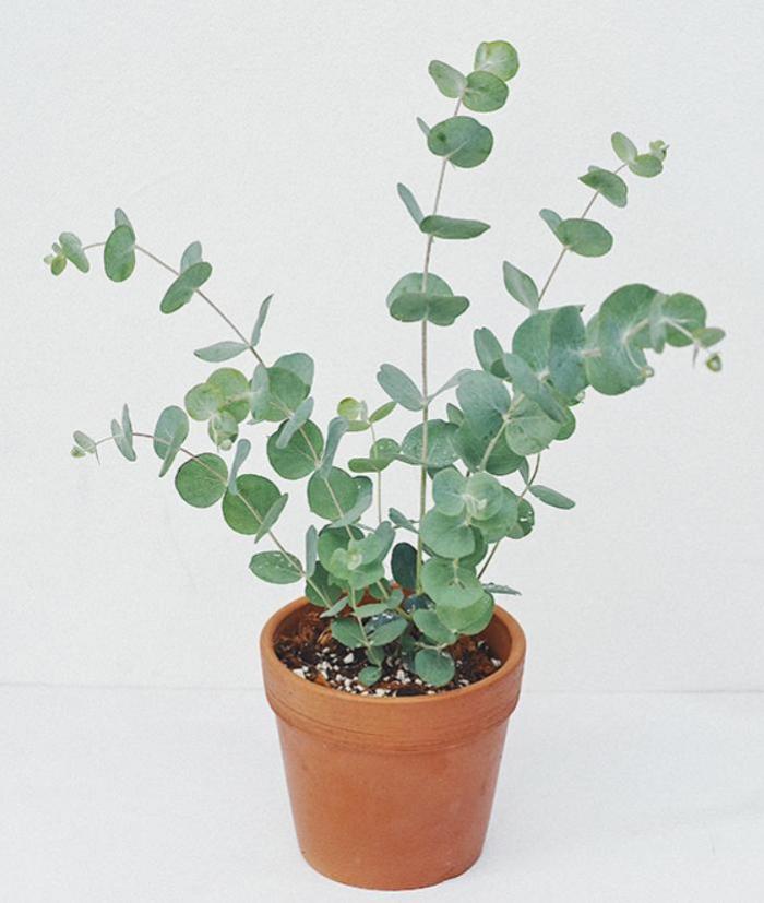 Khám phá ý nghĩa phong thủy của cây bạch đàn cảnh1889750056