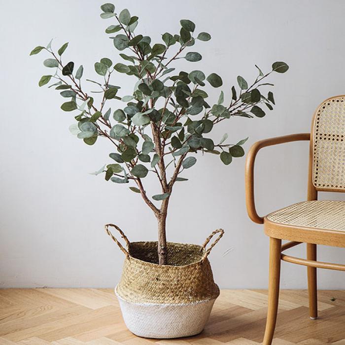 Khám phá ý nghĩa phong thủy của cây bạch đàn cảnh1889750056