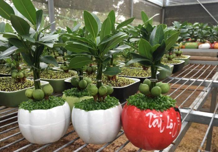 Khám phá ý nghĩa cây phú quý trong cuộc sống 830569060