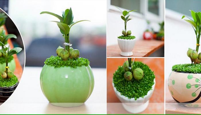 Khám phá ý nghĩa cây phú quý trong cuộc sống 830569060