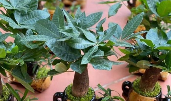 Cây kim ngân mệnh gì? Ý nghĩa của cây kim ngân trong phong thủy 891582052