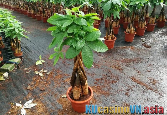 Cây kim ngân mệnh gì? Ý nghĩa của cây kim ngân trong phong thủy 891582052