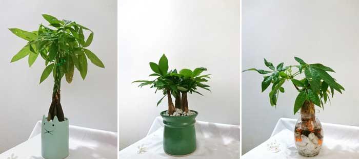 Cây kim ngân mệnh gì? Ý nghĩa của cây kim ngân trong phong thủy 891582052