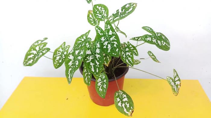 Cây cảnh hợp với người mệnh hỏa