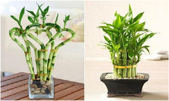 Khám phá ý nghĩa phong thủy của cây phú quý 769778264