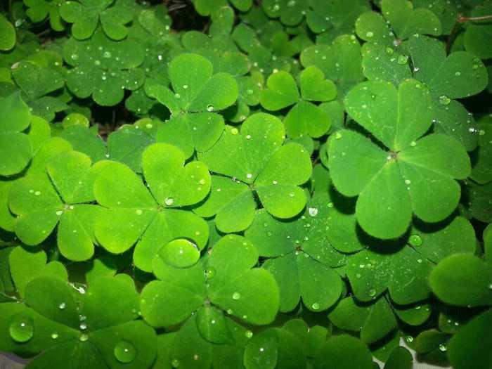 Khám phá ý nghĩa của các loại cây may mắn trong cuộc sống 