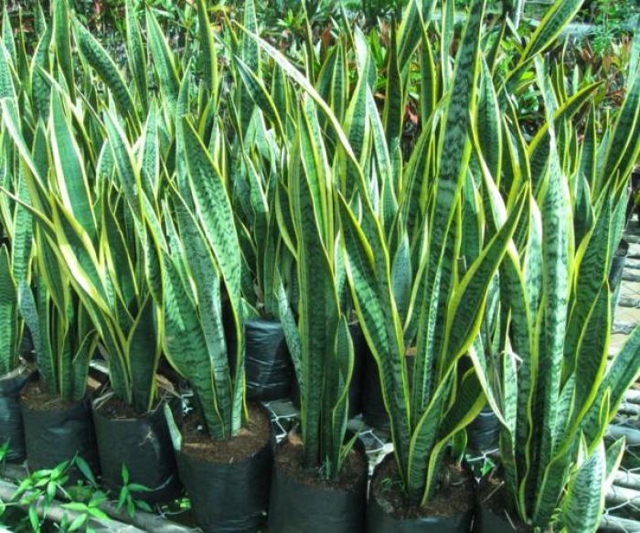 Bật mí ý nghĩa phong thủy của cây lưỡi hổ trong cuộc sống 103515142