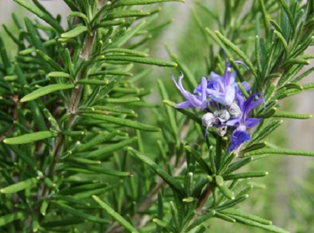 Xông hơi nhà bằng hương thảo giúp xua đuổi côn trùng