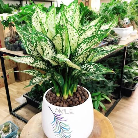 Cây Ngọc Ngân phù hợp với bao nhiêu tuổi? Đặt hàng nào?