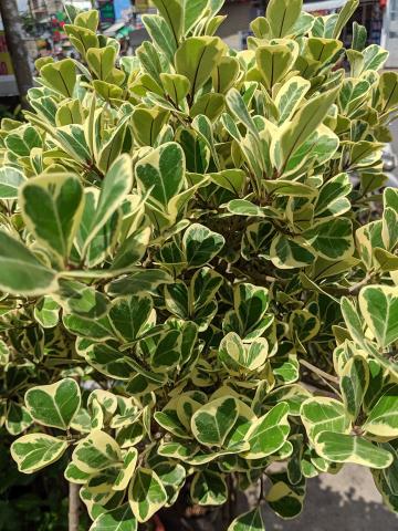 Cây tốt lành là gì? 1040592703