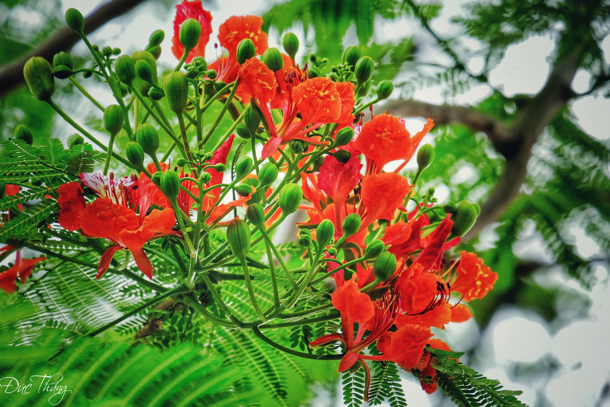 Cây phượng vỹ và ý nghĩa phong thủy đặc biệt 1419159168