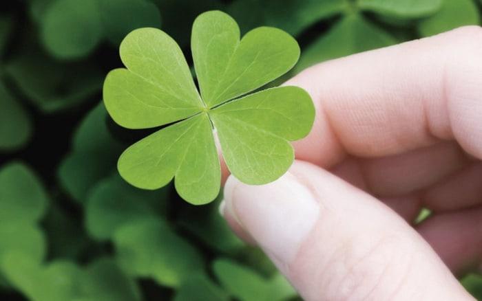 Khám phá ý nghĩa của các loại cây may mắn trong cuộc sống 