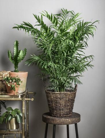 Hiểu được ý nghĩa phong thủy của cây cau tiểu trâm 181546539