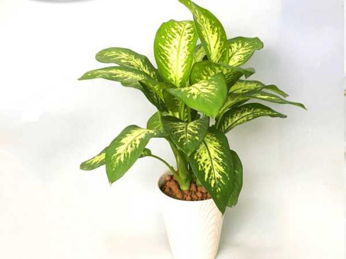 Tìm hiểu ý nghĩa phong thủy của cây vạn niên thanh 