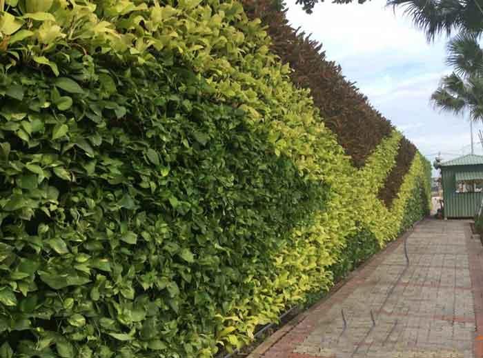 Tìm hiểu ý nghĩa phong thủy của cây vạn niên thanh 