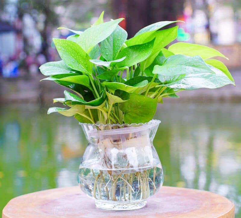 Tìm hiểu ý nghĩa phong thủy của cây vạn niên thanh 