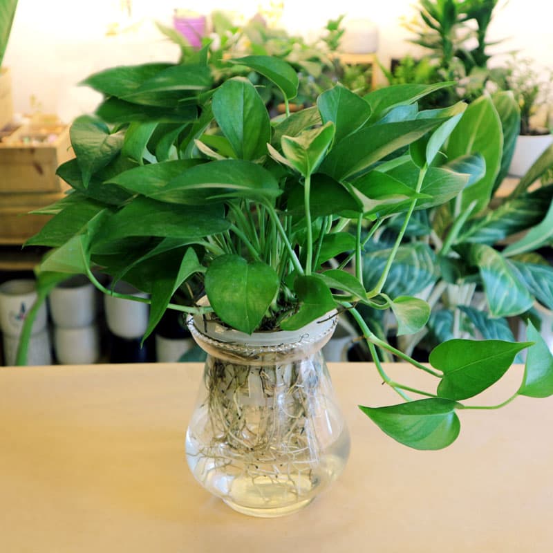 Tìm hiểu ý nghĩa phong thủy của cây vạn niên thanh 