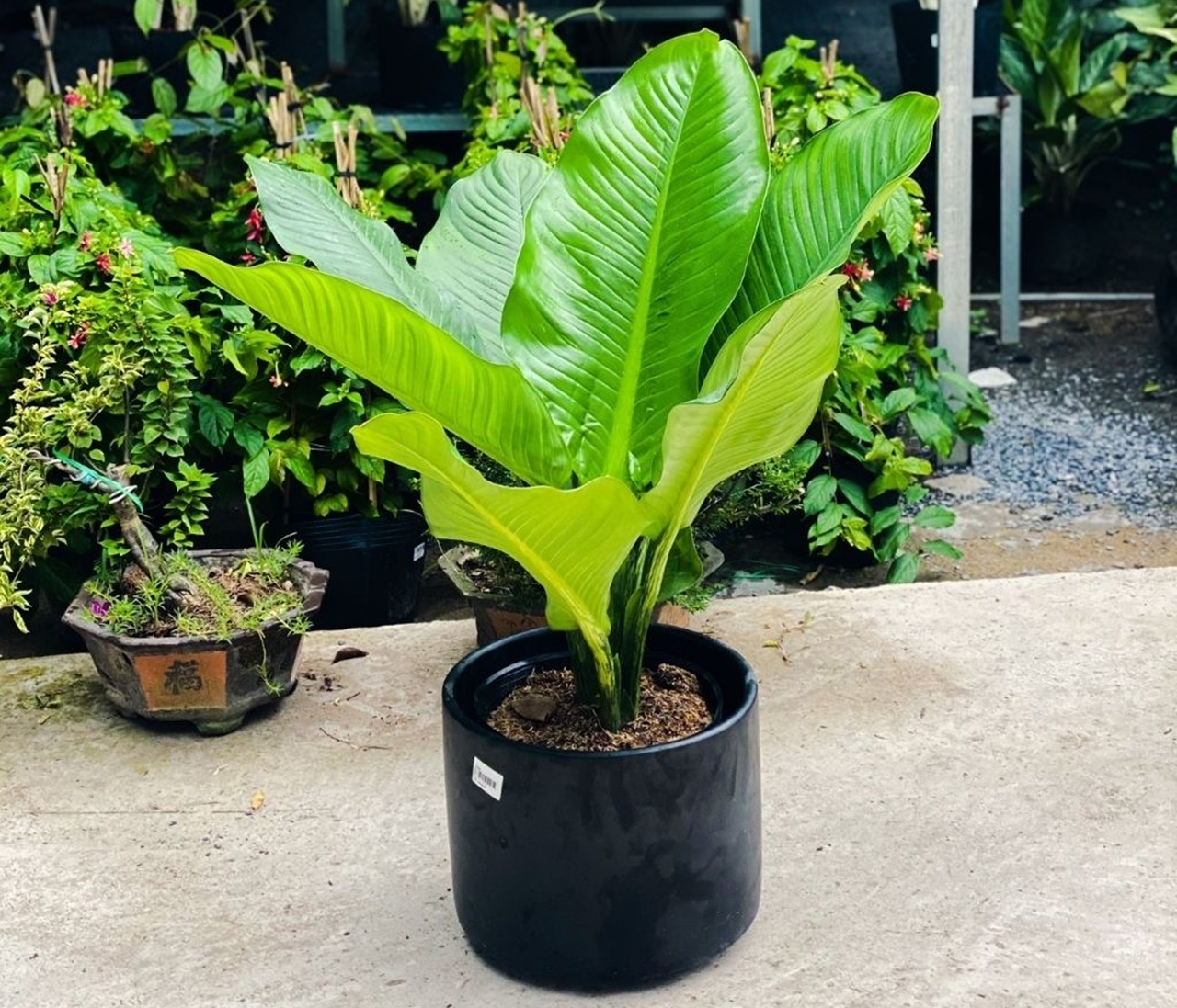 Hiểu ý nghĩa cây Da Fu Jia trong phong thủy 867663318